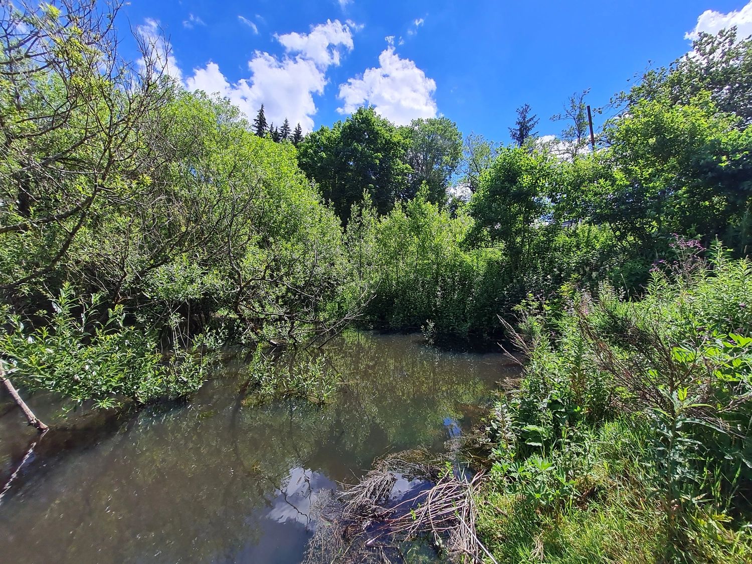 Fachbüro Biberfragen und Auenschutz - Biber