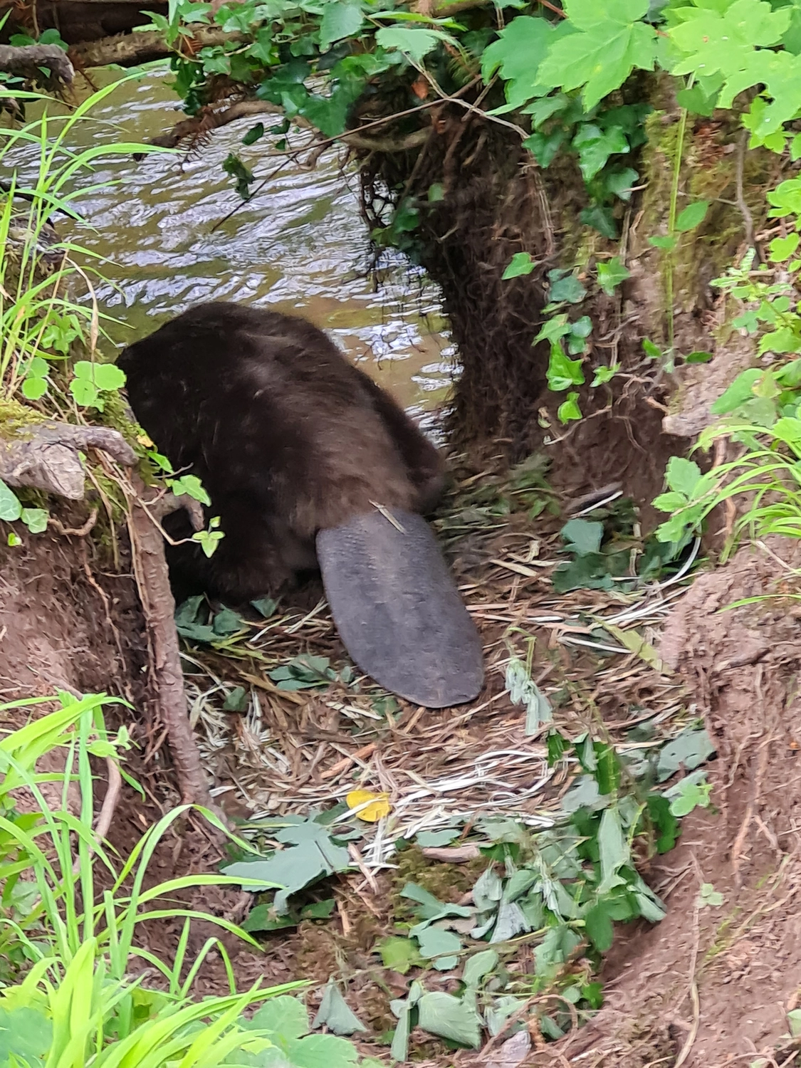 Fachbüro Biberfragen und Auenschutz - Biber