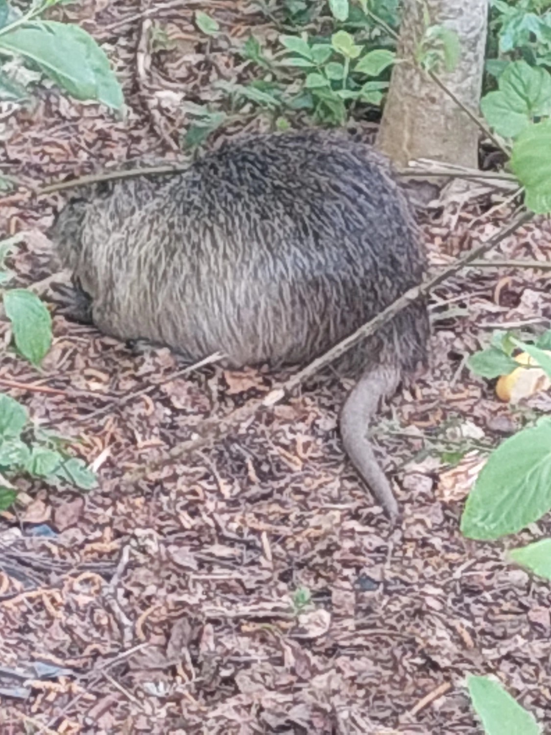 Fachbüro Biberfragen und Auenschutz - Biber