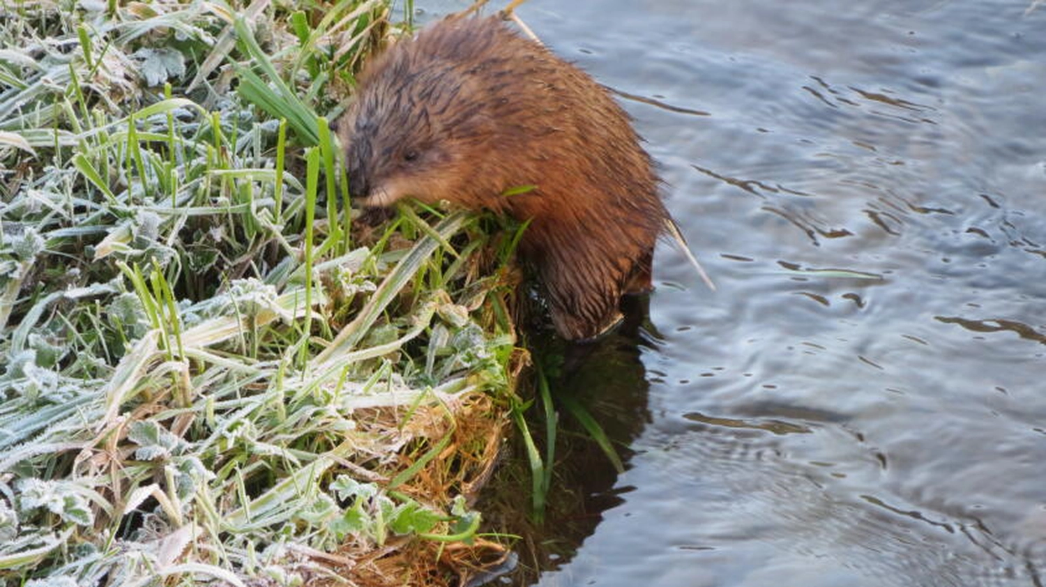Fachbüro Biberfragen und Auenschutz - Biber