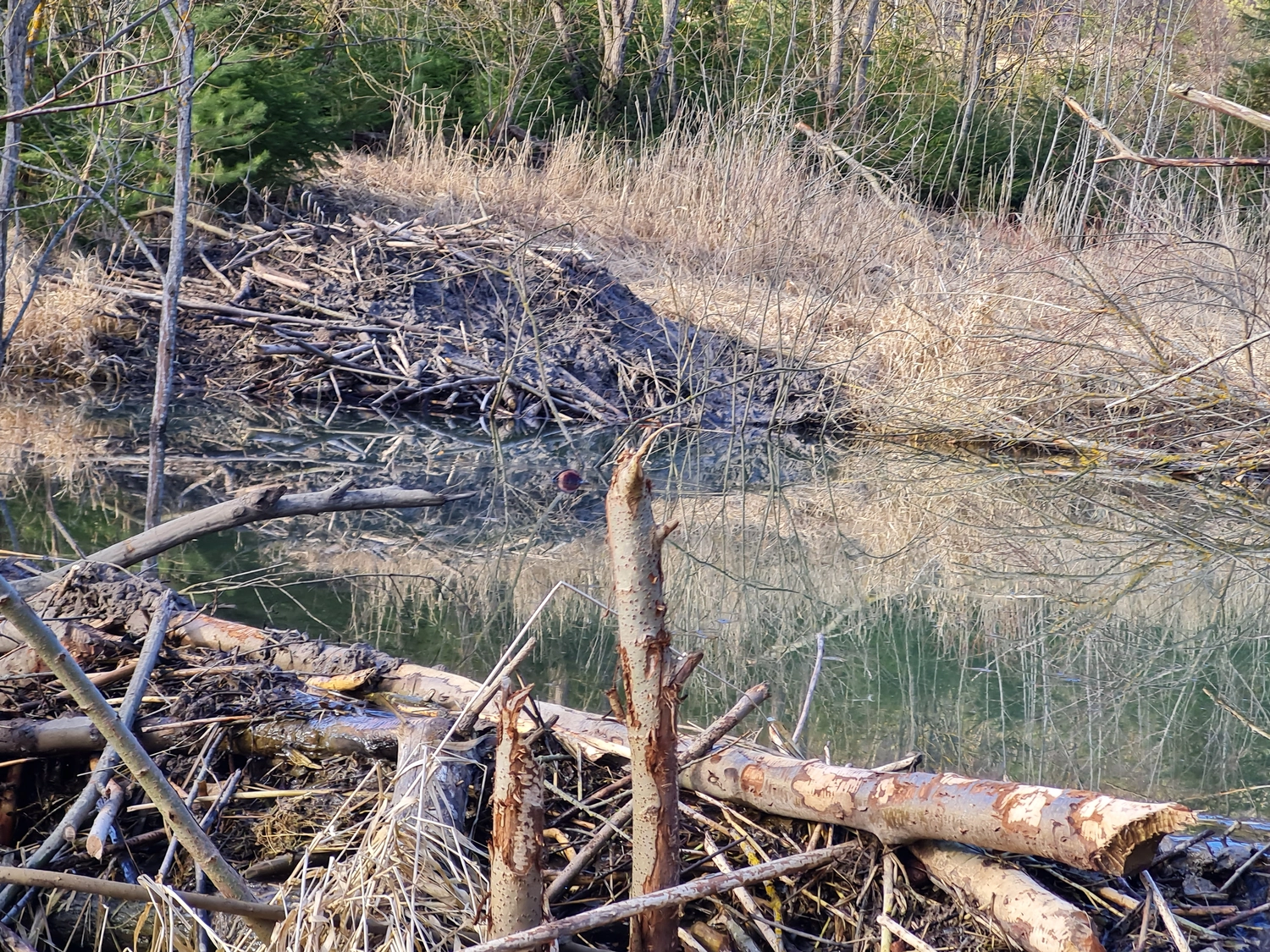 Fachbüro Biberfragen und Auenschutz - Biber