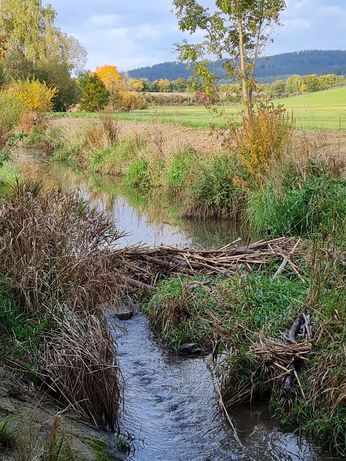 Fachbüro Biberfragen und Auenschutz - Biberuntergrabung