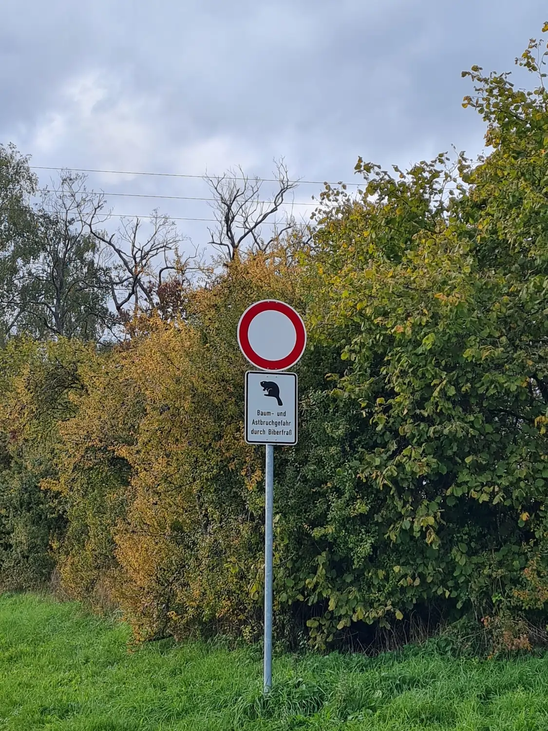 Fachbüro Biberfragen und Auenschutz - Biberuntergrabung