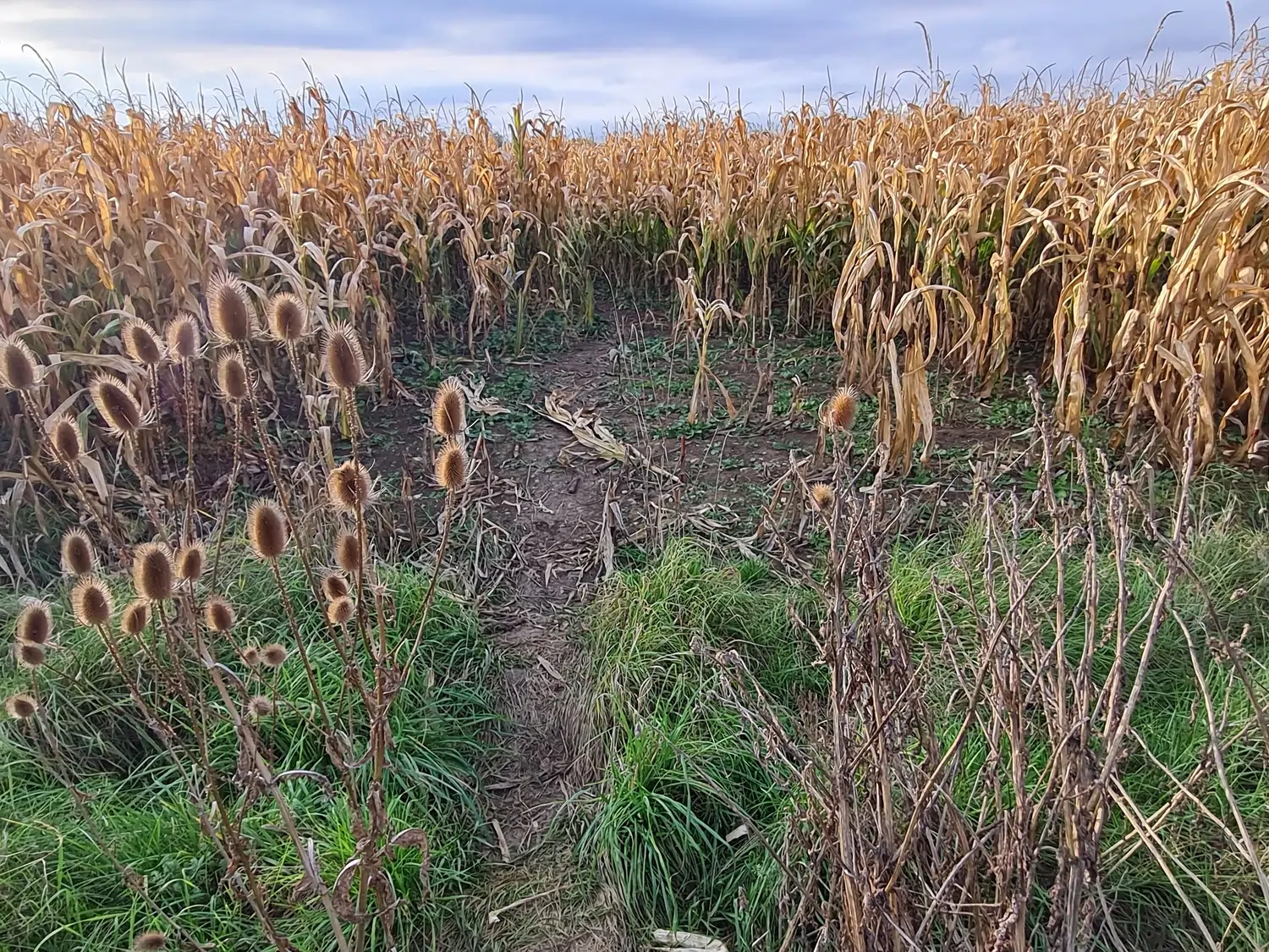 Fachbüro Biberfragen und Auenschutz - Biberuntergrabung