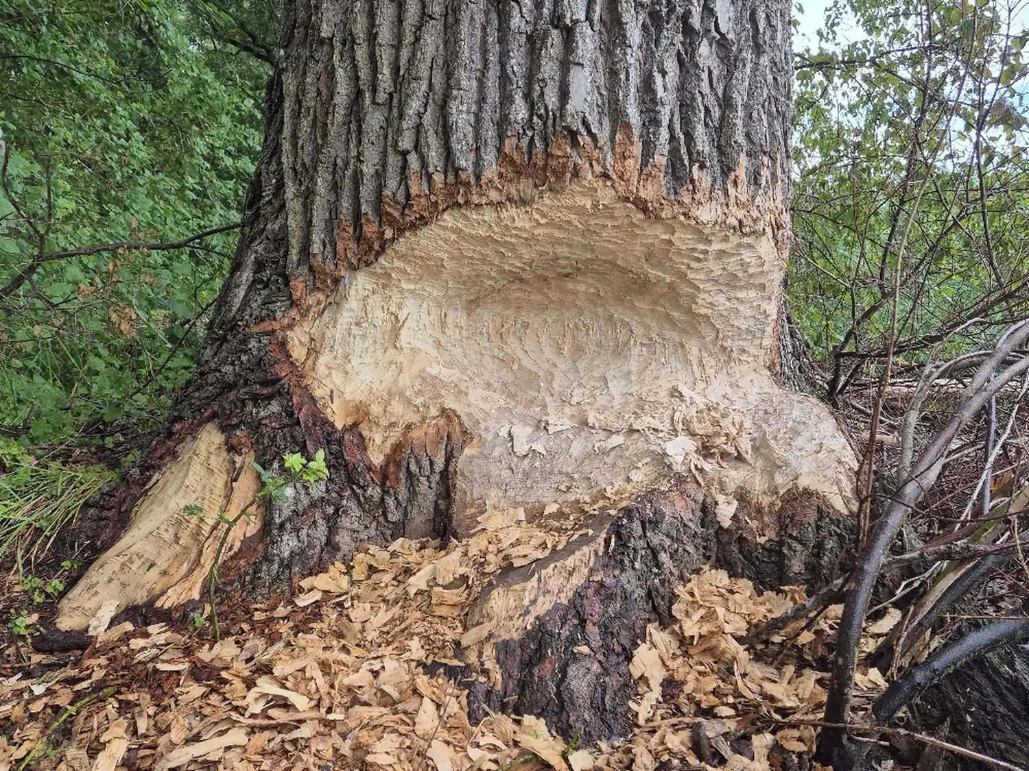 Fachbüro Biberfragen und Auenschutz - Biberuntergrabung