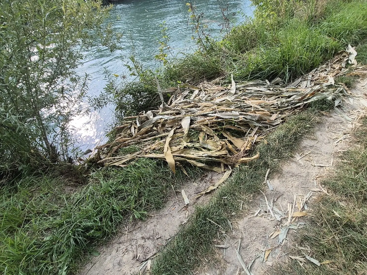 Fachbüro Biberfragen und Auenschutz - Biberuntergrabung