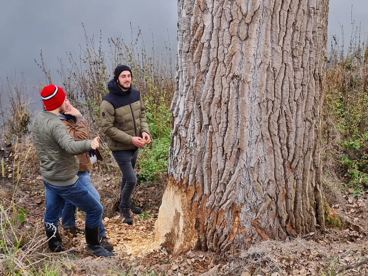 Fachbüro Biberfragen und Auenschutz - Biberuntergrabung