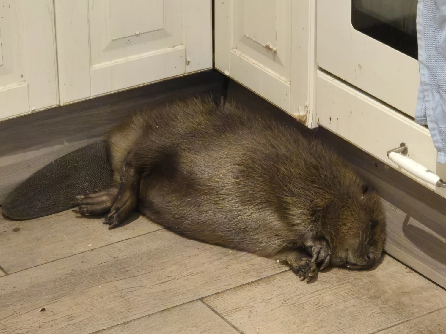 Fachbüro Biberfragen und Auenschutz - Biberuntergrabung