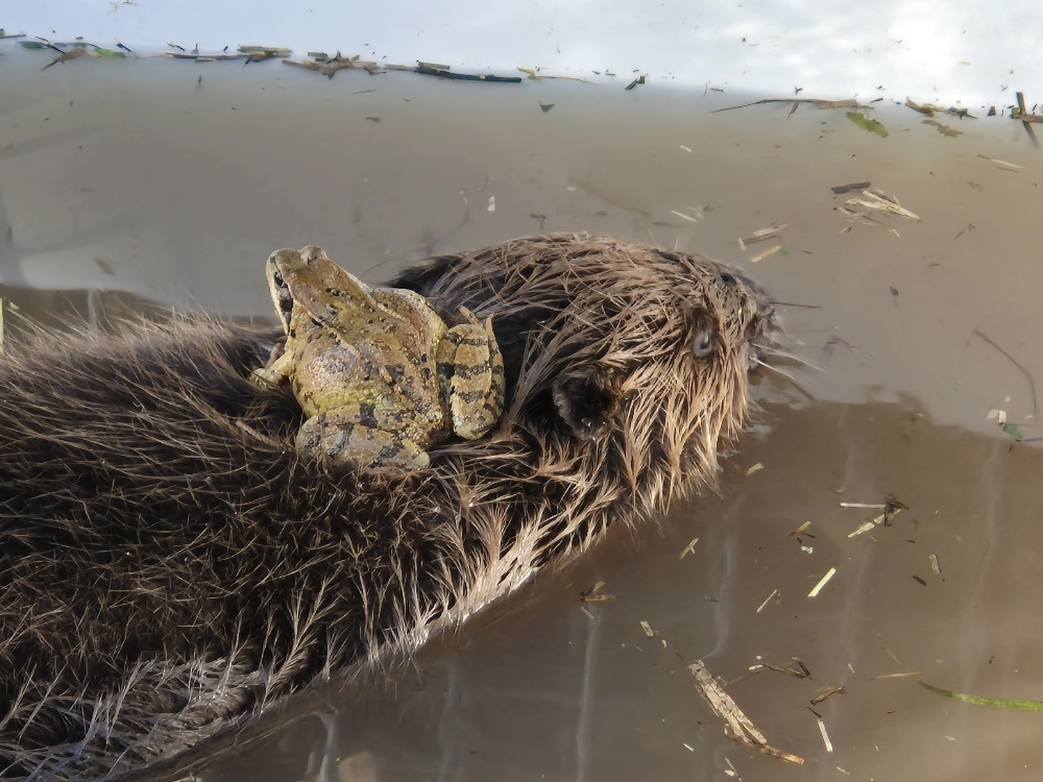 Fachbüro Biberfragen und Auenschutz - Biberuntergrabung