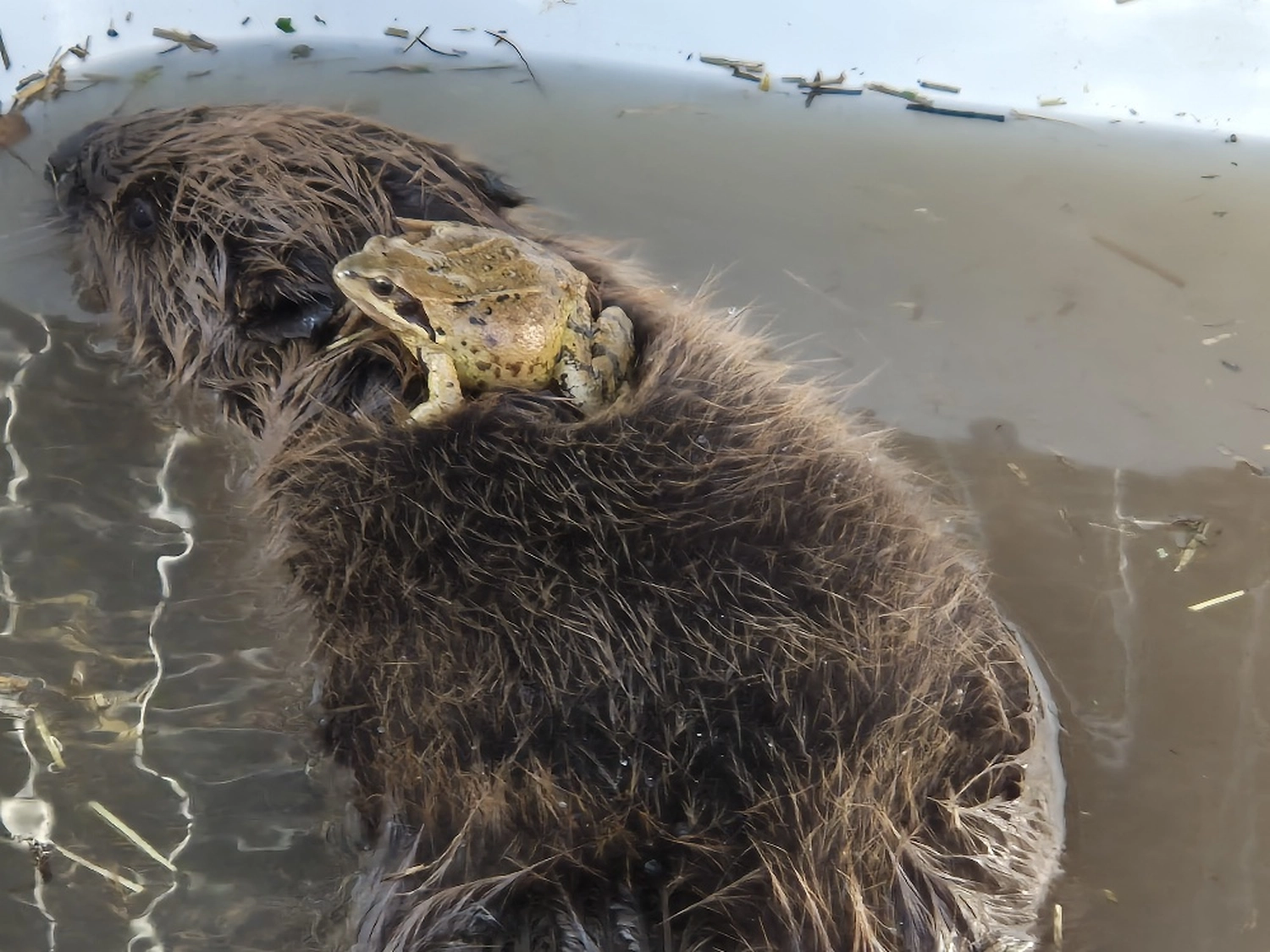 Fachbüro Biberfragen und Auenschutz - Biberuntergrabung