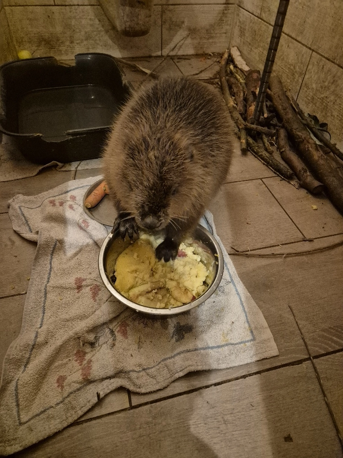 Fachbüro Biberfragen und Auenschutz - Biberuntergrabung