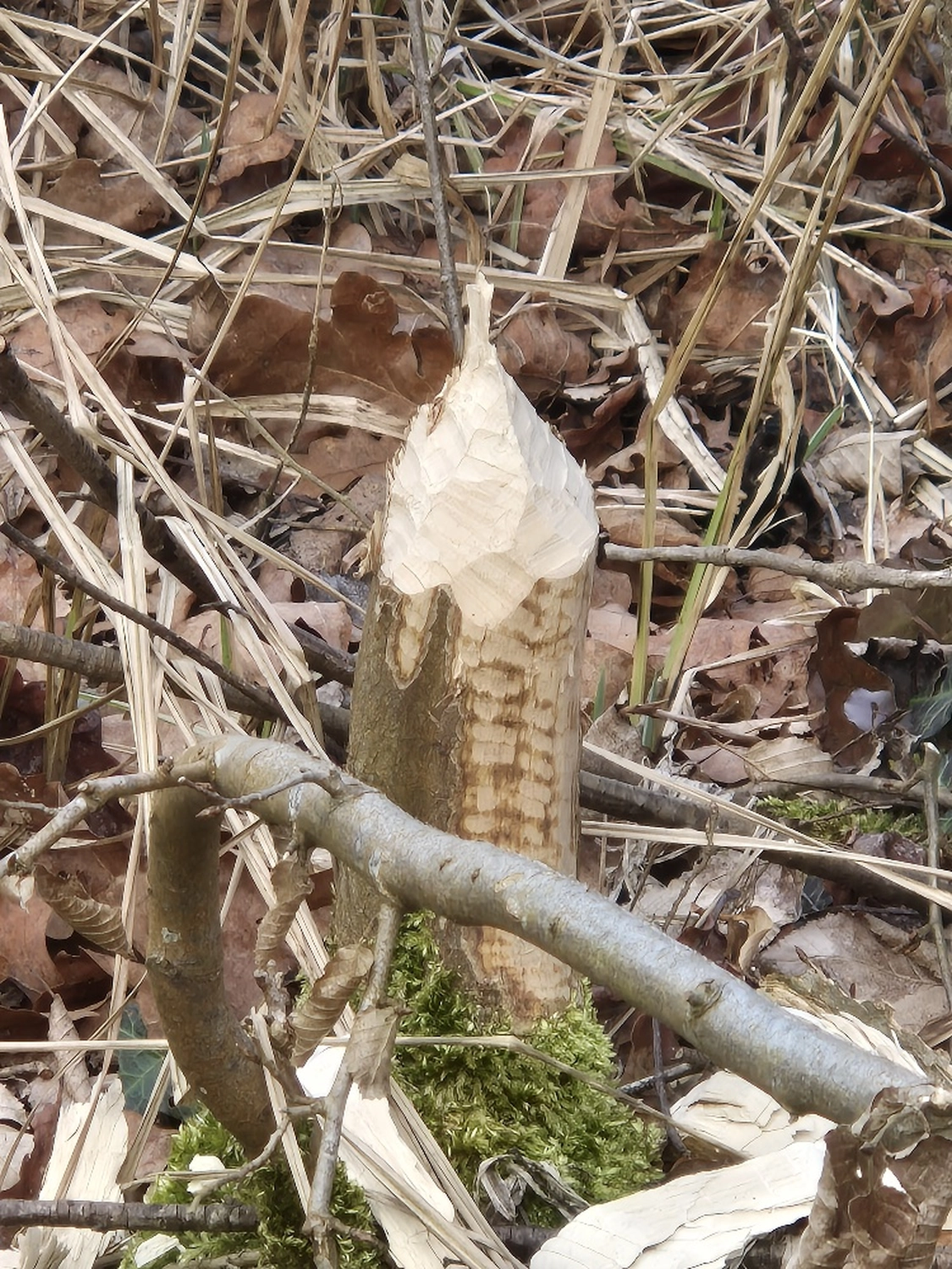 Fachbüro Biberfragen und Auenschutz - Biberuntergrabung