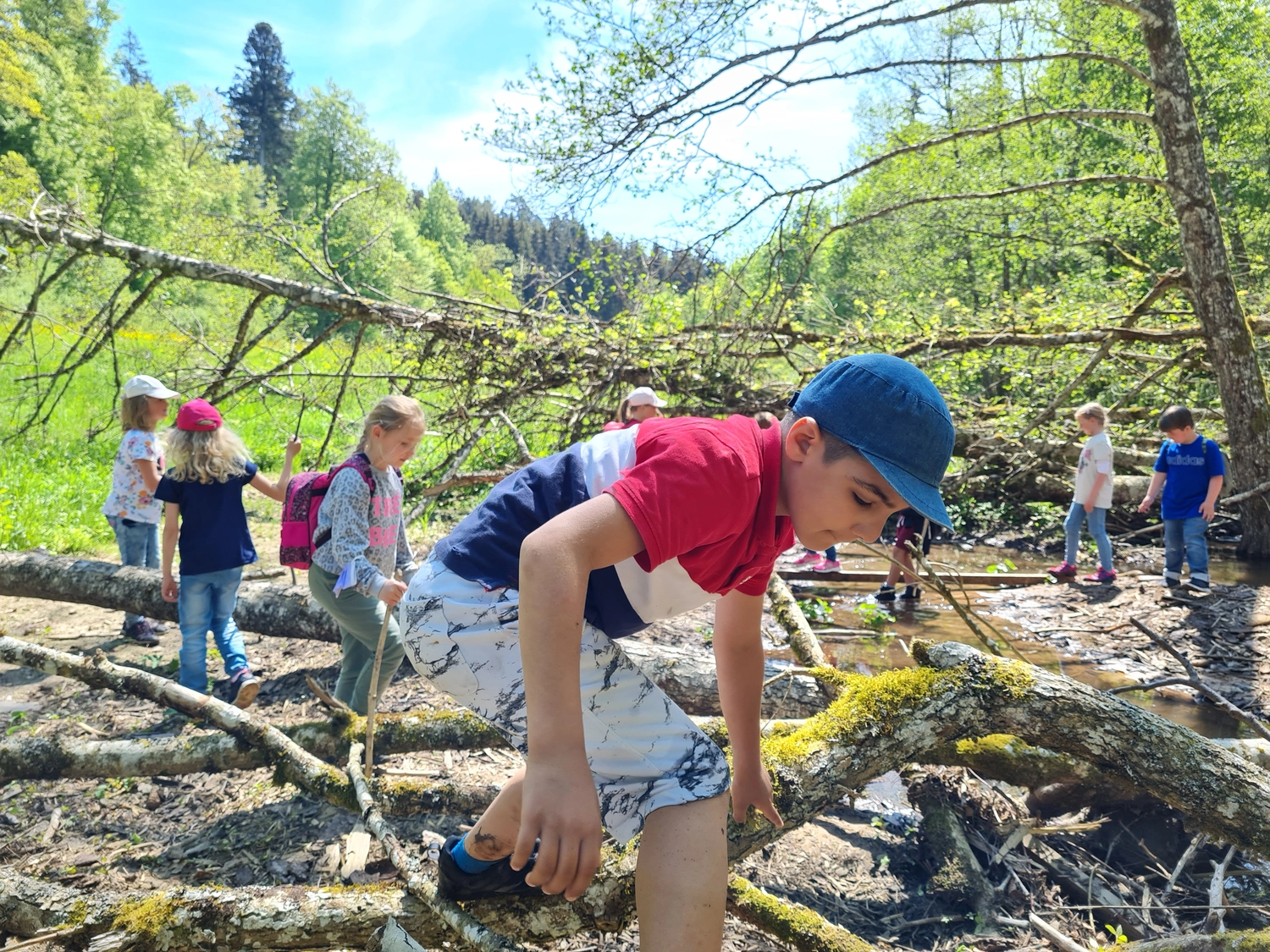 Fachbüro Biberfragen und Auenschutz - Biberuntergrabung