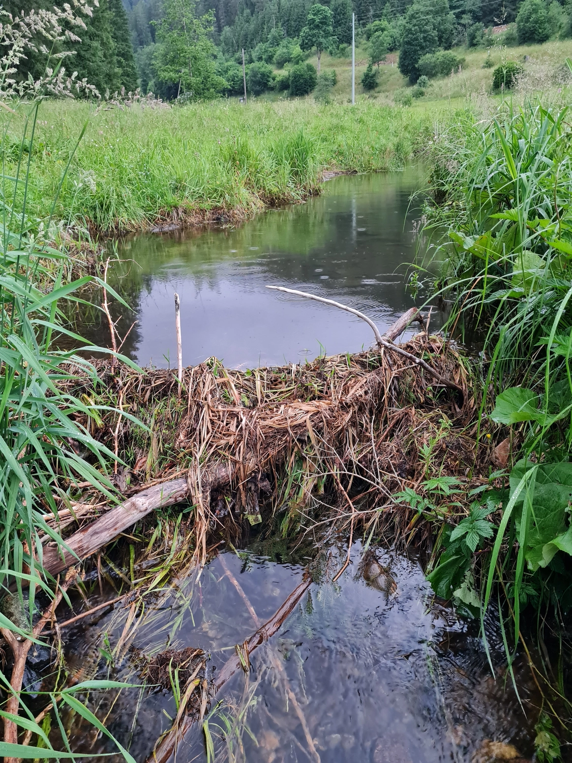 Fachbüro Biberfragen und Auenschutz - Biberuntergrabung