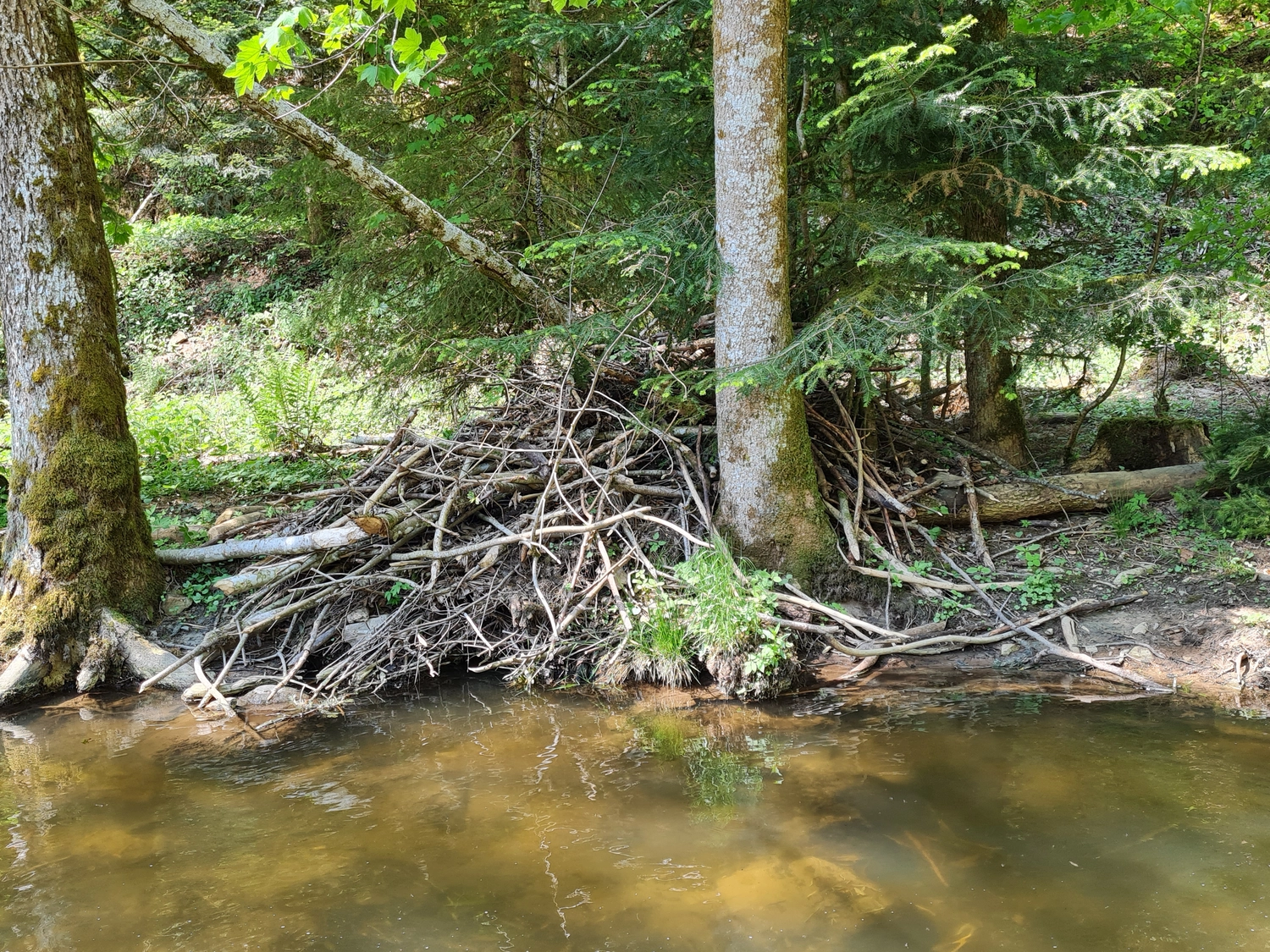 Fachbüro Biberfragen und Auenschutz - Biberuntergrabung