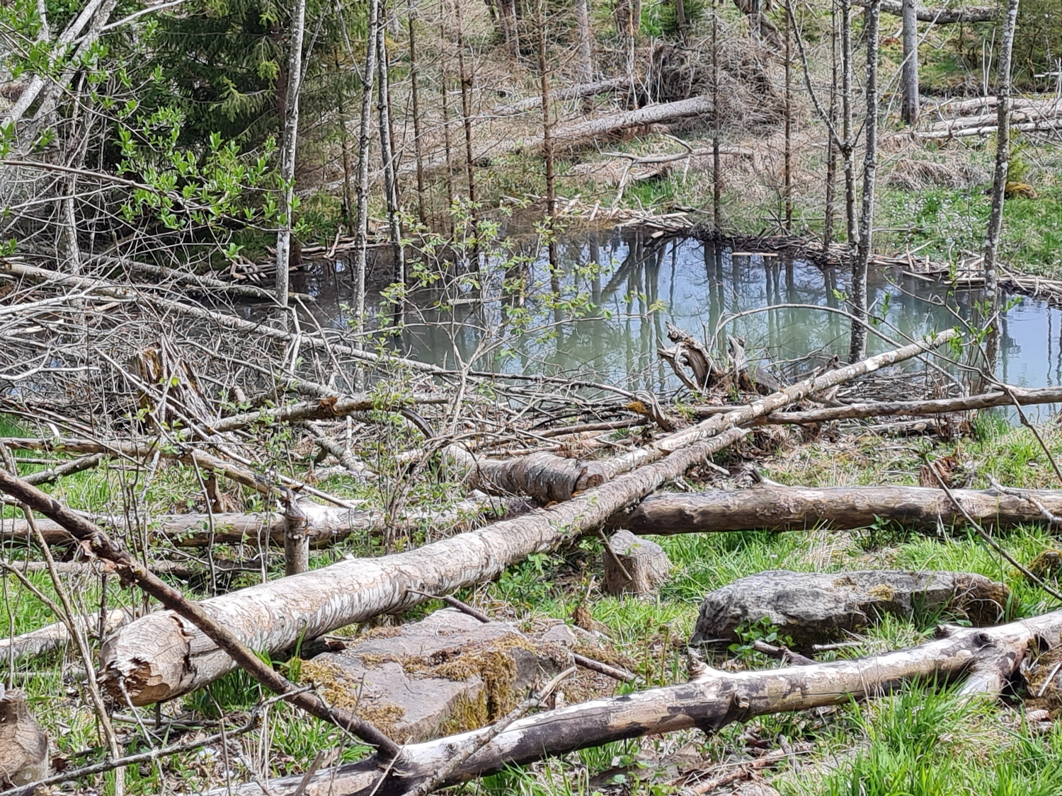 Fachbüro Biberfragen und Auenschutz - Biberuntergrabung