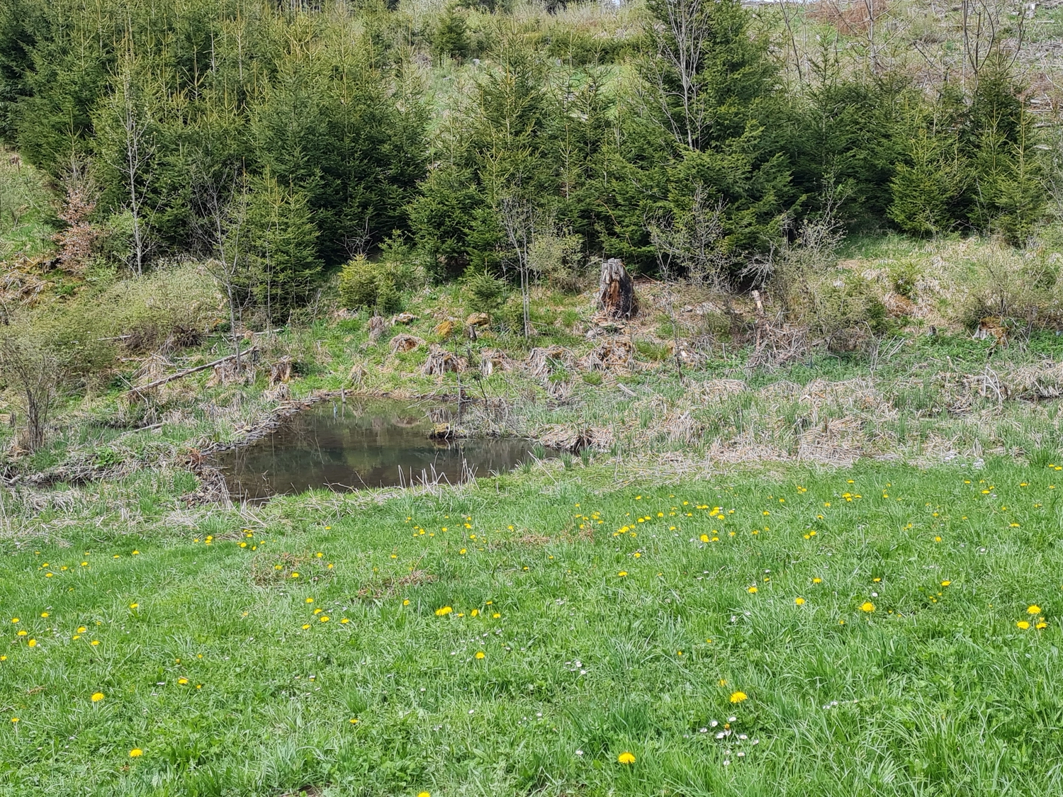 Fachbüro Biberfragen und Auenschutz - Biberuntergrabung