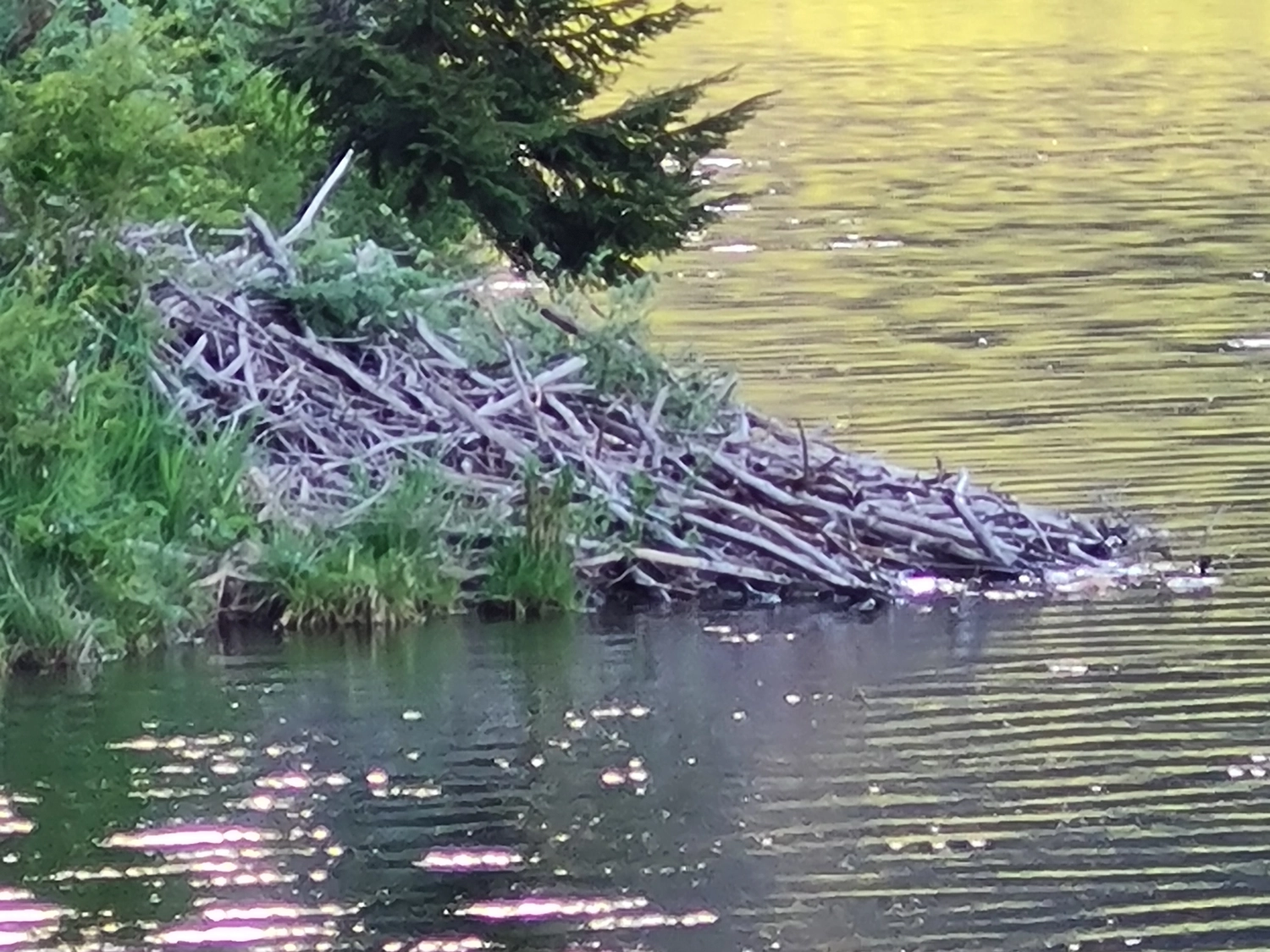 Fachbüro Biberfragen und Auenschutz - Biberuntergrabung