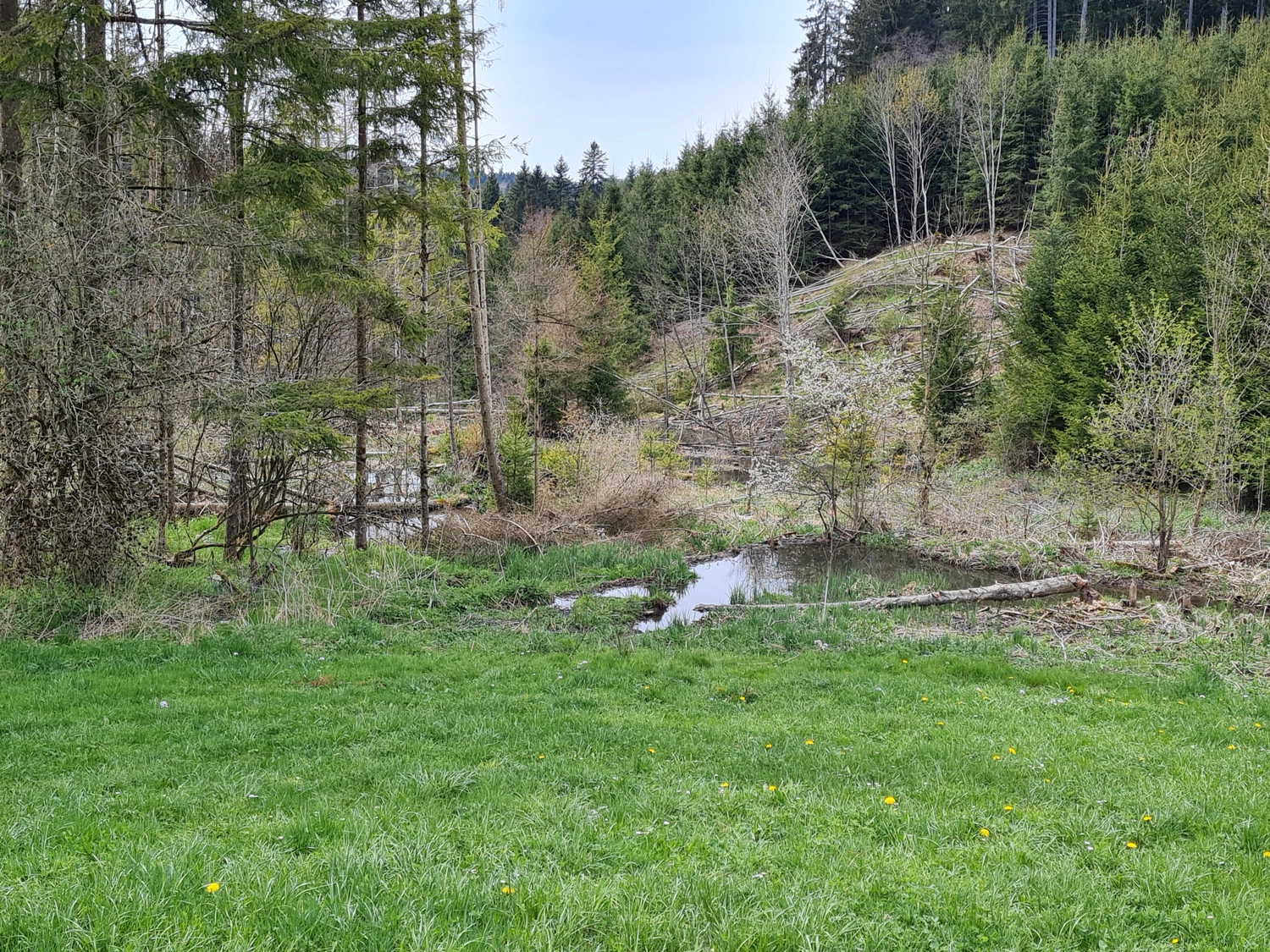 Fachbüro Biberfragen und Auenschutz - Biberuntergrabung