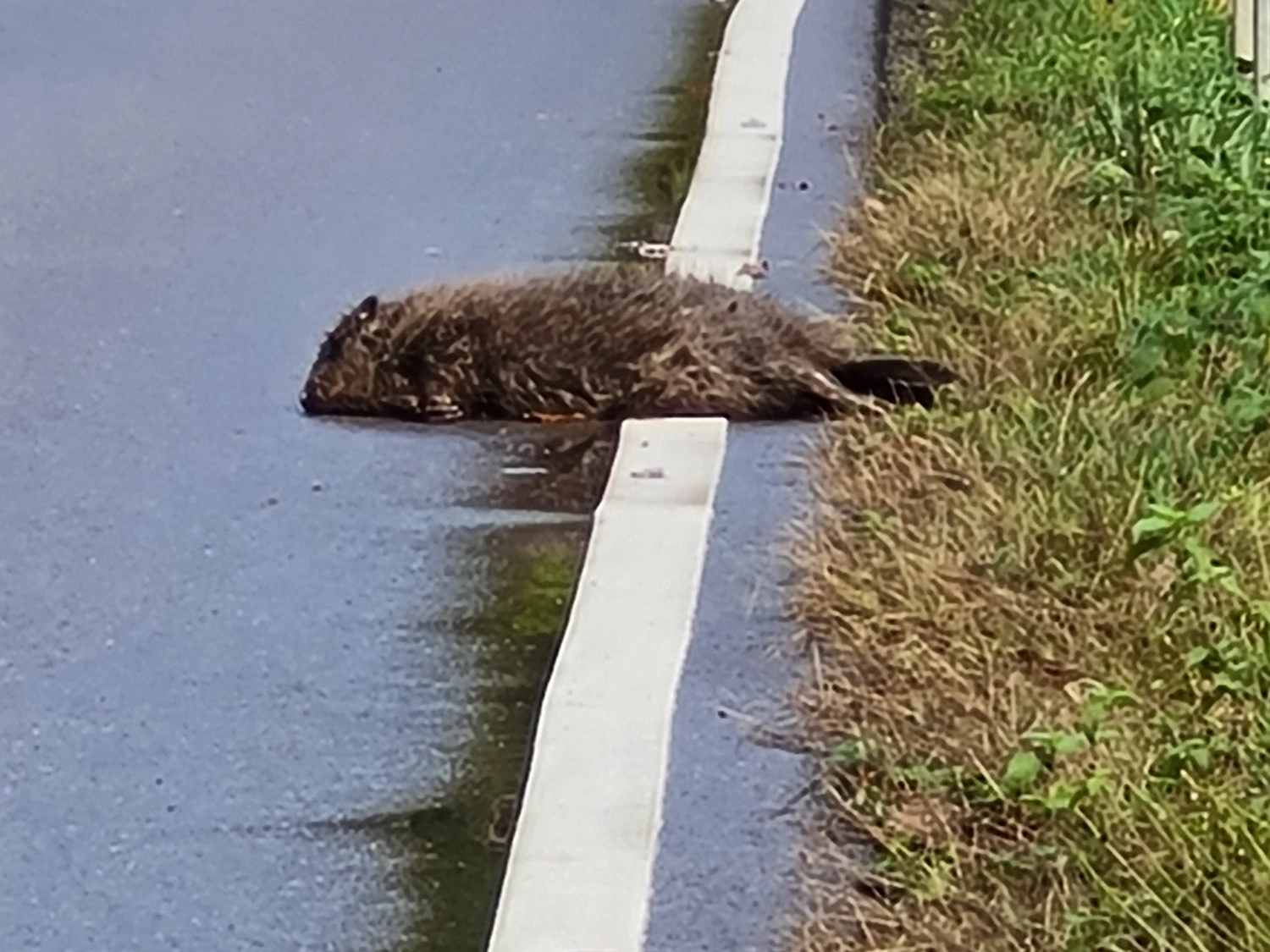Fachbüro Biberfragen und Auenschutz - Biberuntergrabung