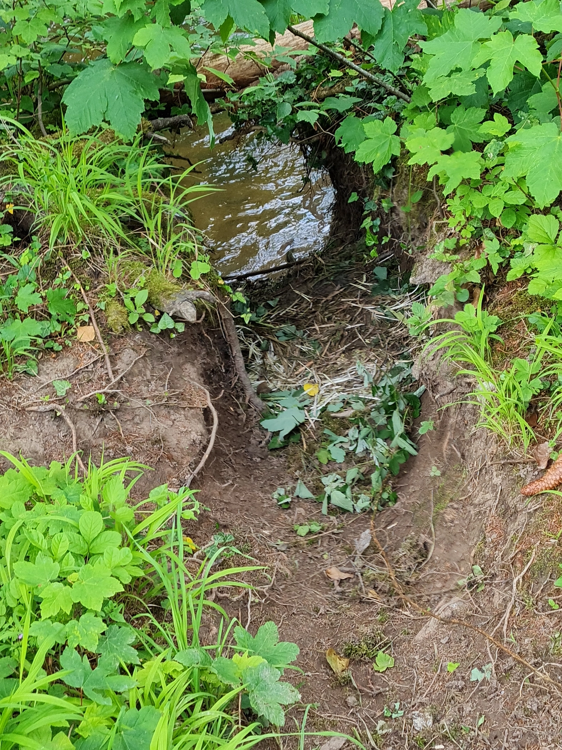 Fachbüro Biberfragen und Auenschutz - Biberuntergrabung