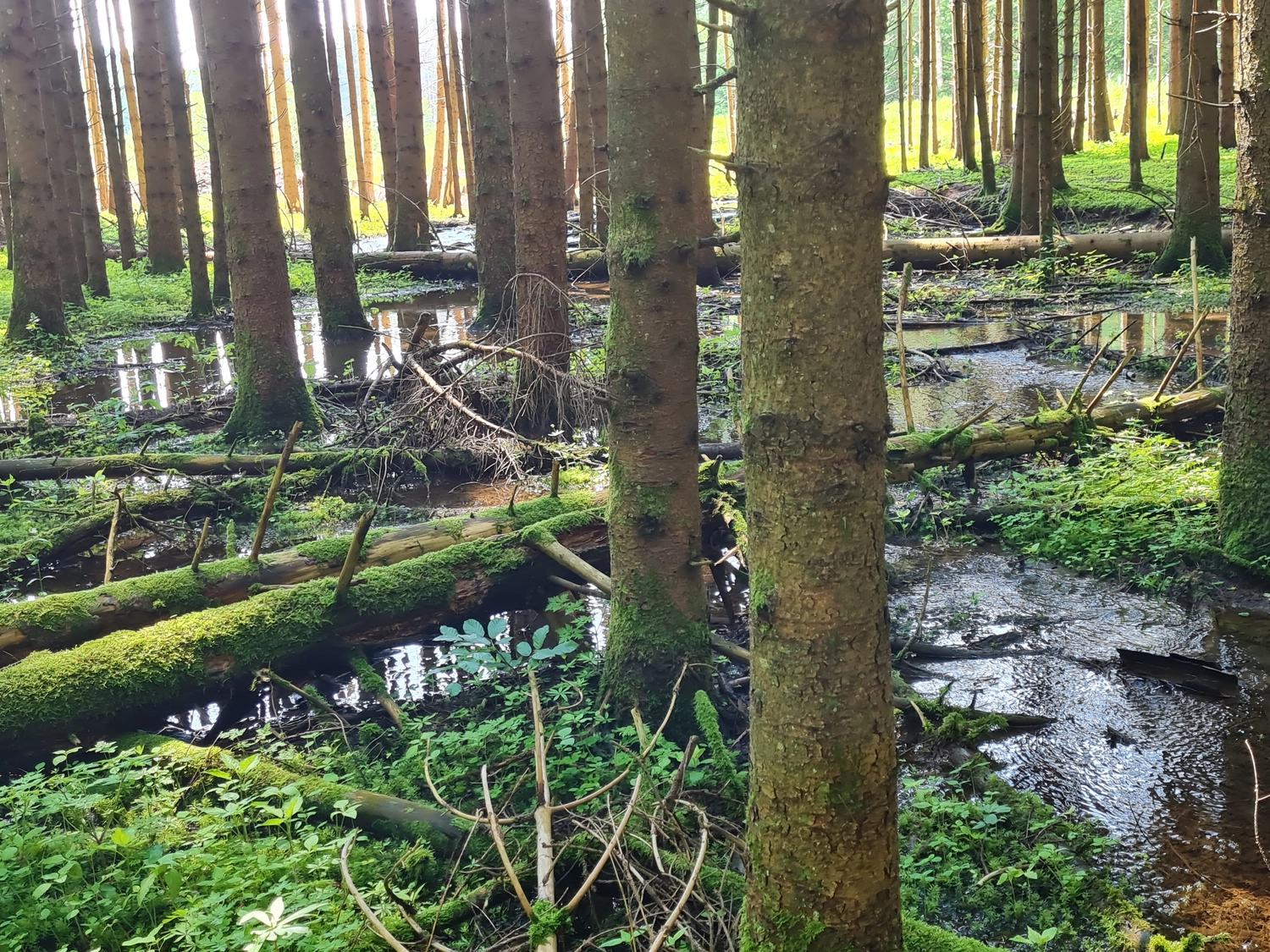 Fachbüro Biberfragen und Auenschutz - Biberuntergrabung