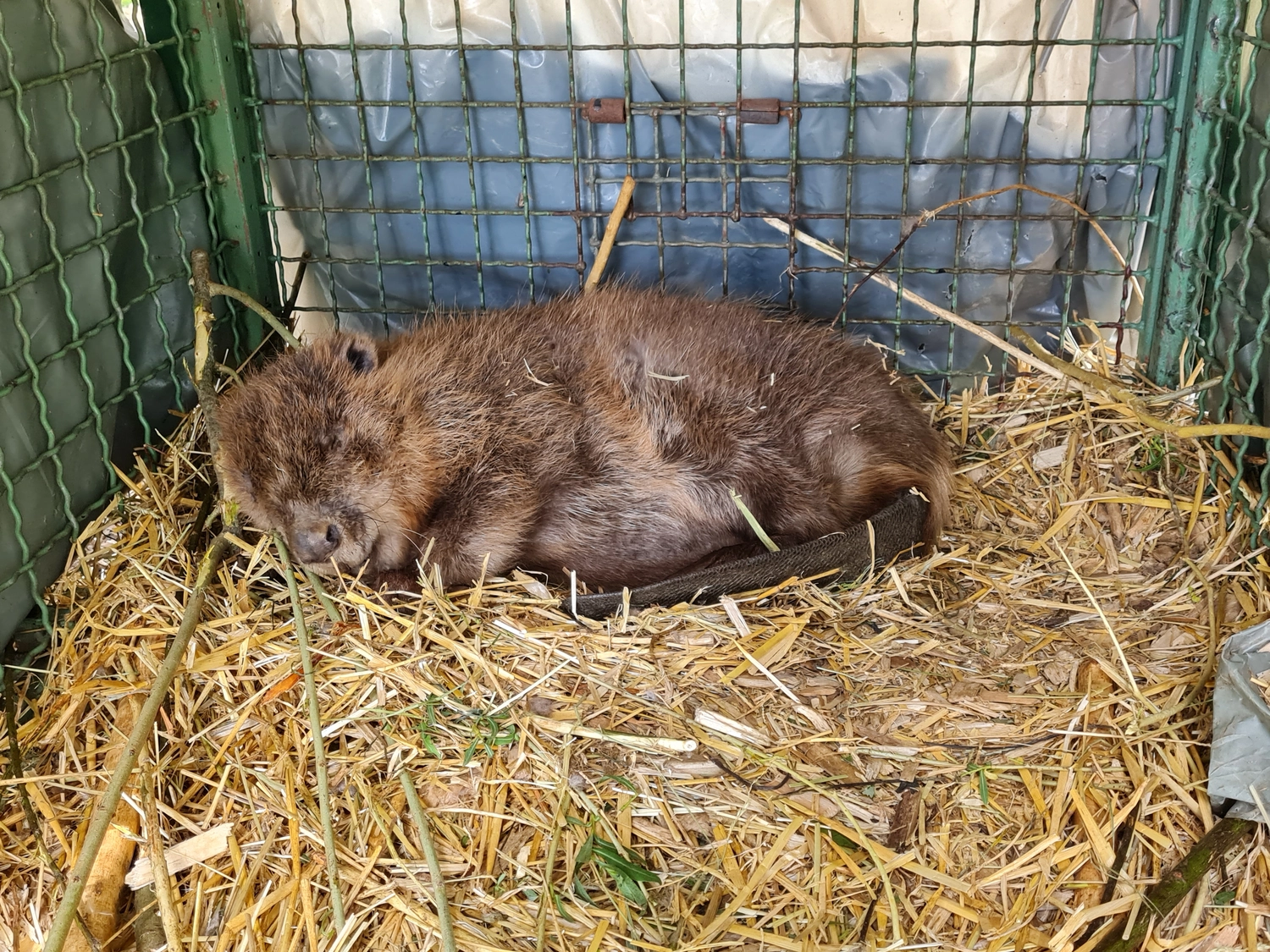Fachbüro Biberfragen und Auenschutz - Biberuntergrabung