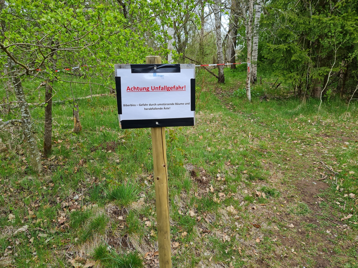 Fachbüro Biberfragen und Auenschutz - Biberuntergrabung