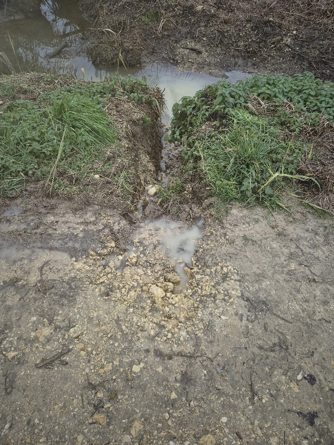 Fachbüro Biberfragen und Auenschutz - Biberuntergrabung