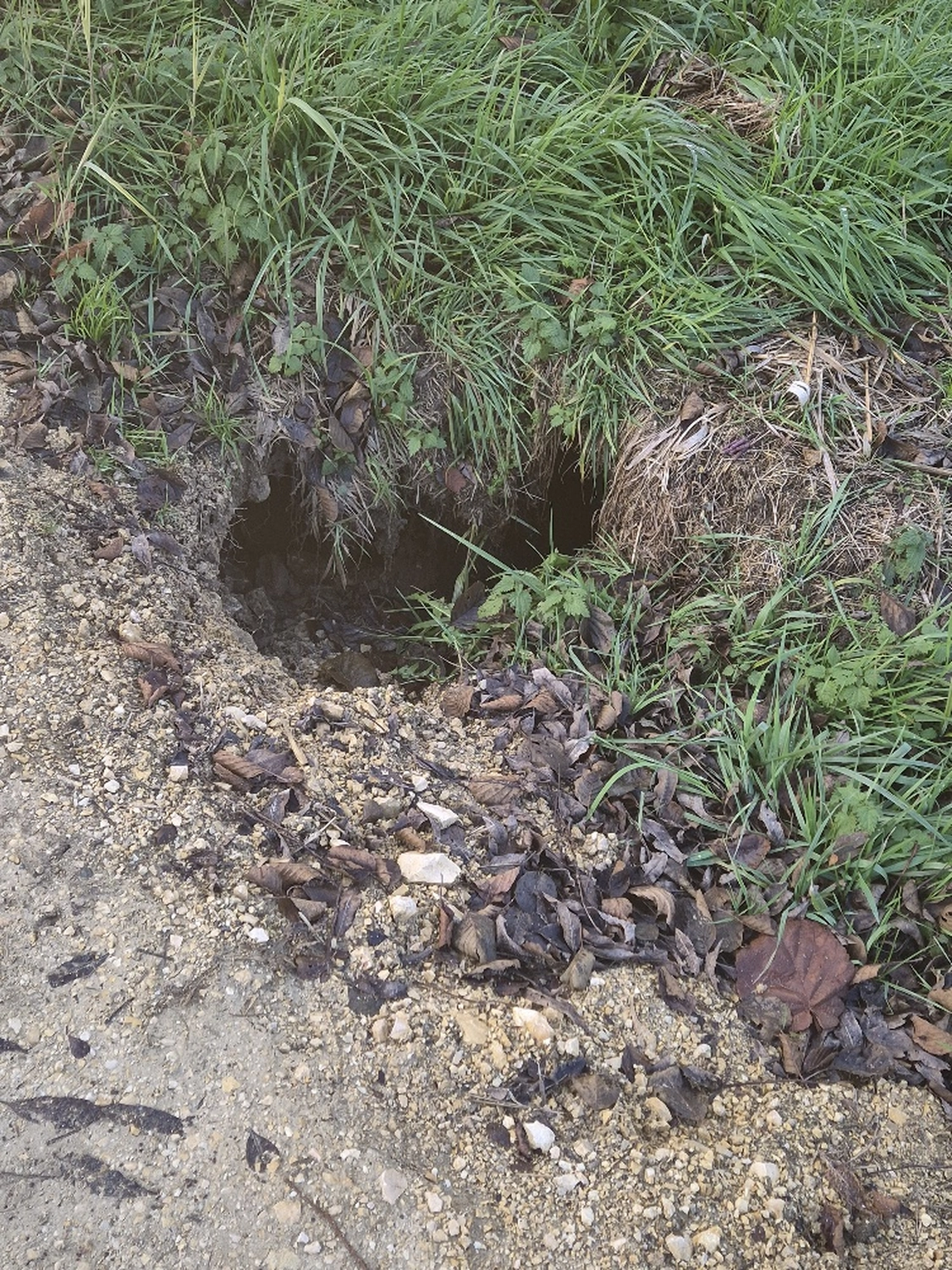 Fachbüro Biberfragen und Auenschutz - Biberuntergrabung