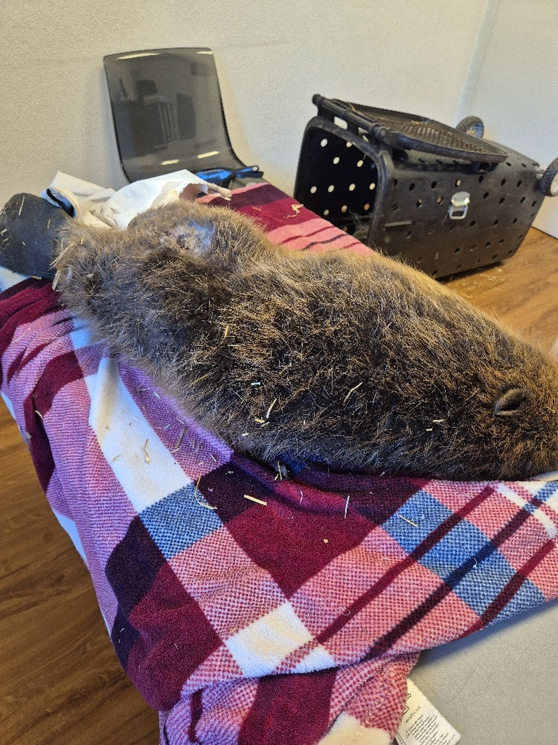 Fachbüro Biberfragen und Auenschutz - Biber