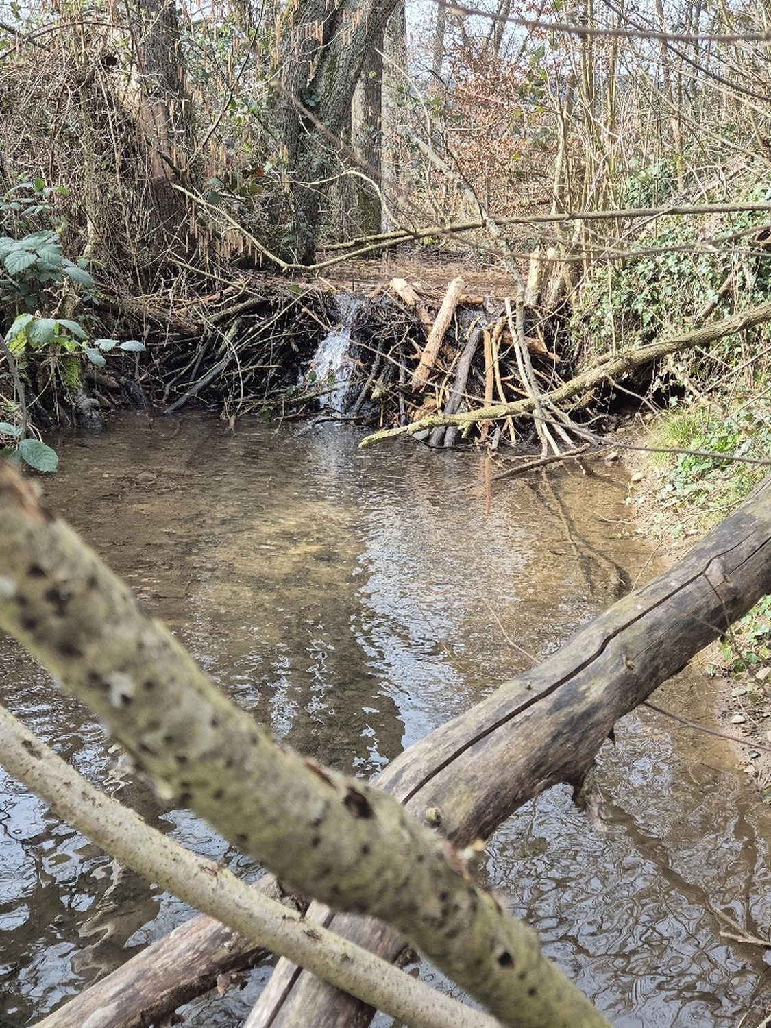 Fachbüro Biberfragen und Auenschutz - Biber