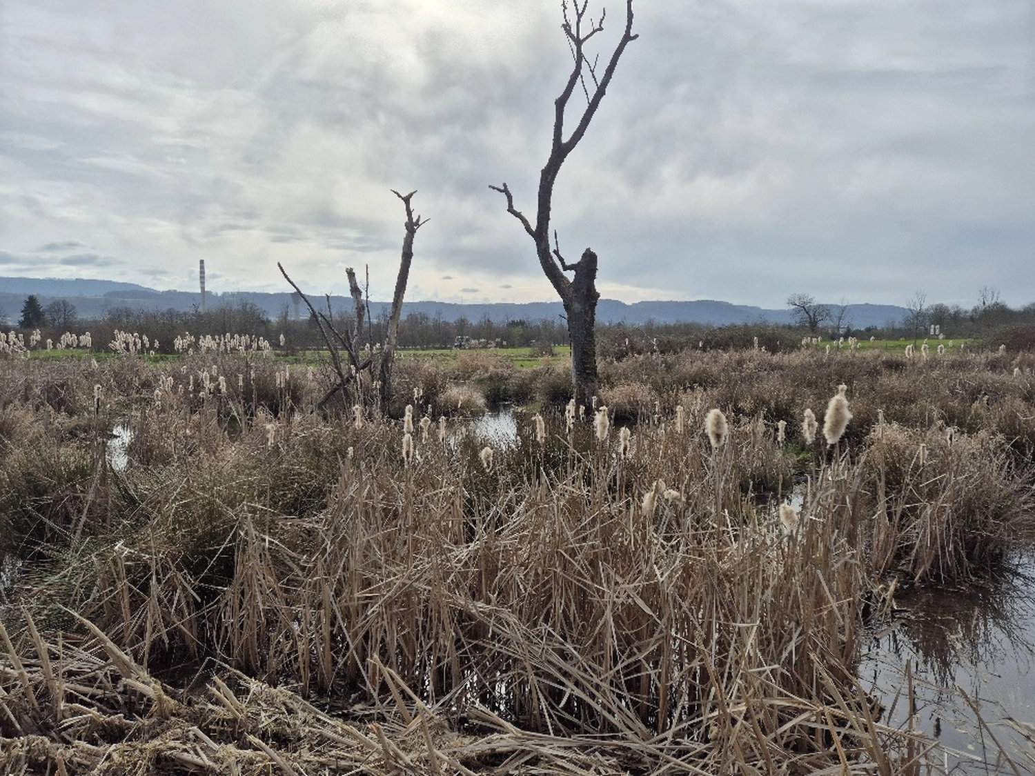 Fachbüro Biberfragen und Auenschutz - Biber