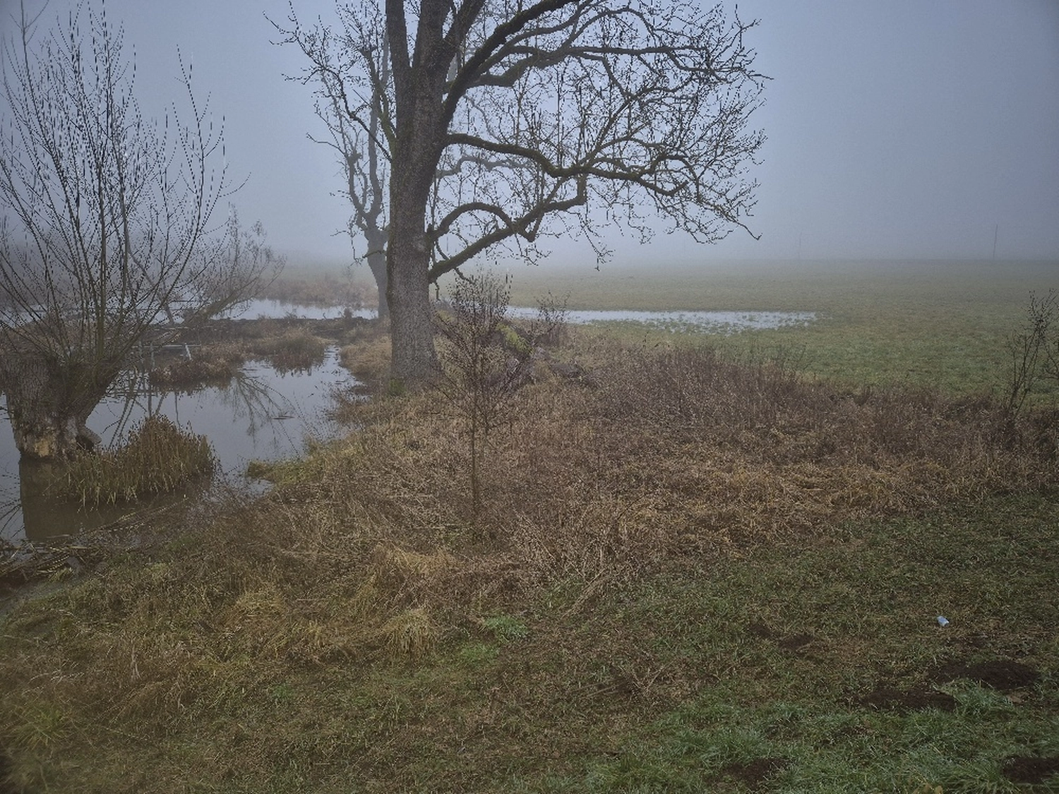 Fachbüro Biberfragen und Auenschutz - Biber