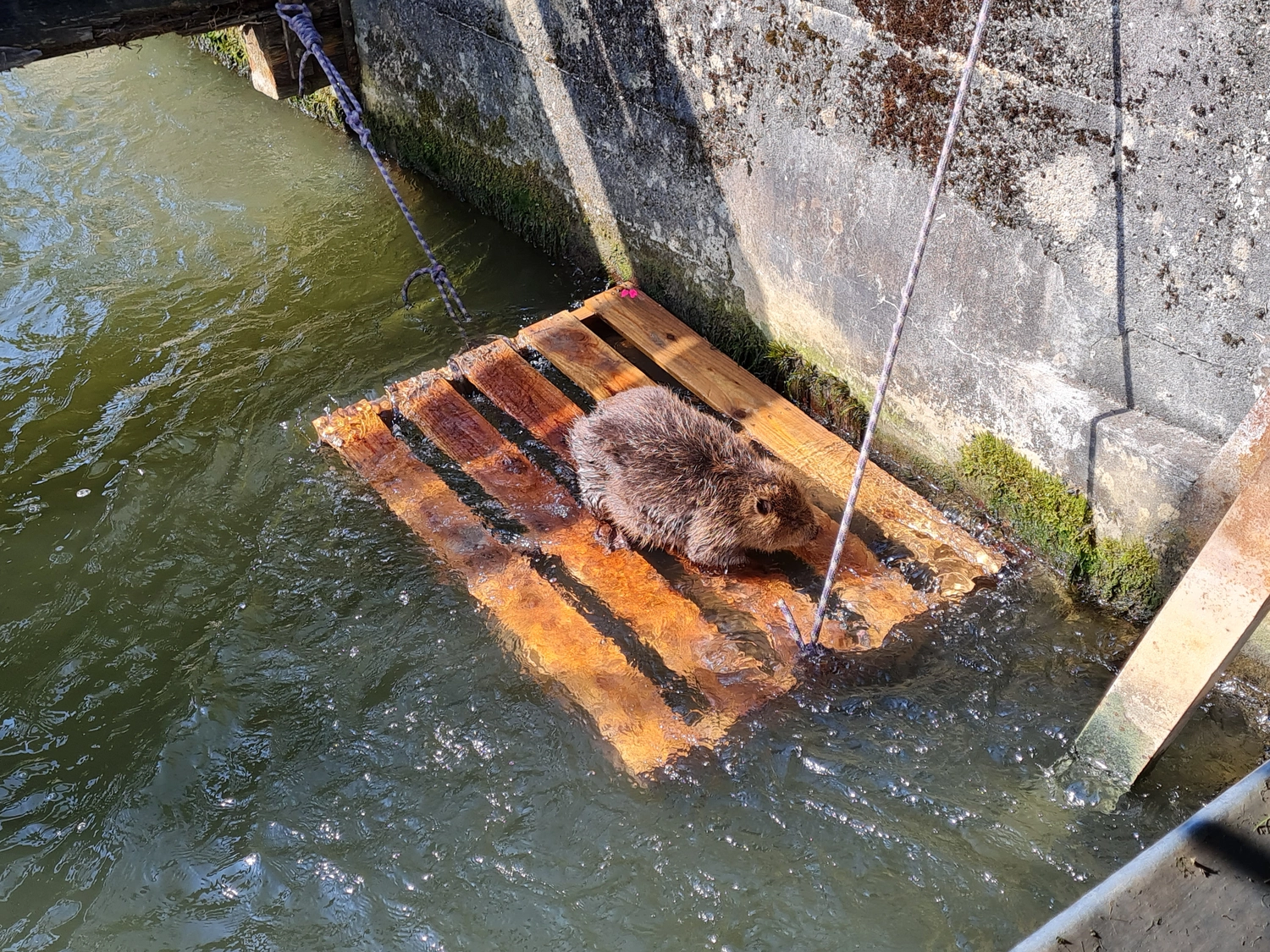 Fachbüro Biberfragen und Auenschutz – Eine junge Wissenschaftlerin, Ökologin und Zoologin, die in einem Naturschutzgebiet in den Bergen eine Fotofalle aufstellt, um Daten über Populationen gefährdeter und seltener Tierarten zu sammeln, Wildtierreservat